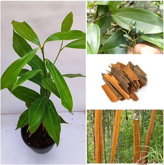 Cinnamon Live plant For Gardening(Dalchini) - Naturemart.in