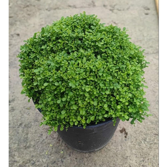 Fast Growth Table Kamini Plants For Home Garden - Naturemart.in