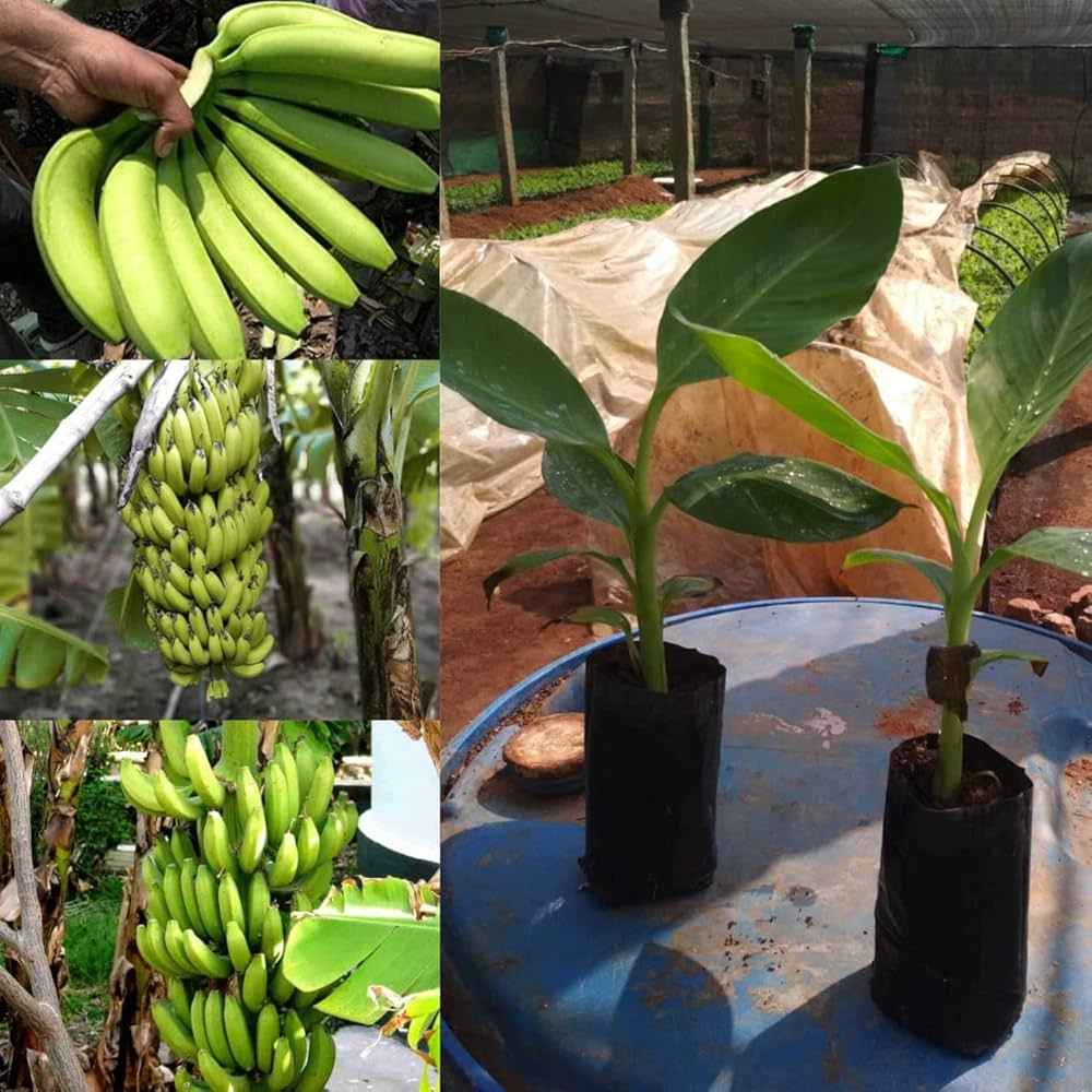 Tissue Culture G9 Banana Plant for gardening