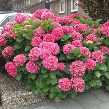 Hydrengea Flowers Plant For Home Gardening - Naturemart.in