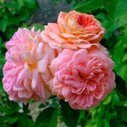 Hybrid Climbing Rose Flower Plants - Naturemart.in