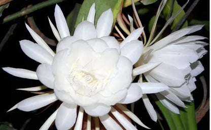 Brahma kamal/Night Queen Flower Plant - Naturemart.in