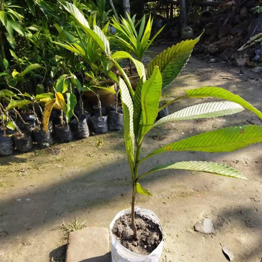 All Time Chalta / Elephant Apple- Plant - Naturemart.in
