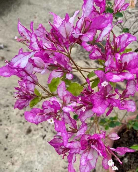 Bidadari Bougainvillea Flower Plant