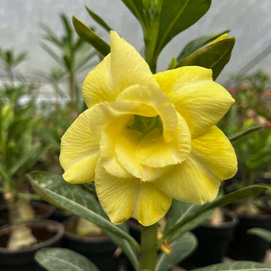 Rose Variety Adenum Flower Plant For Home Garden(Y) - Naturemart.in