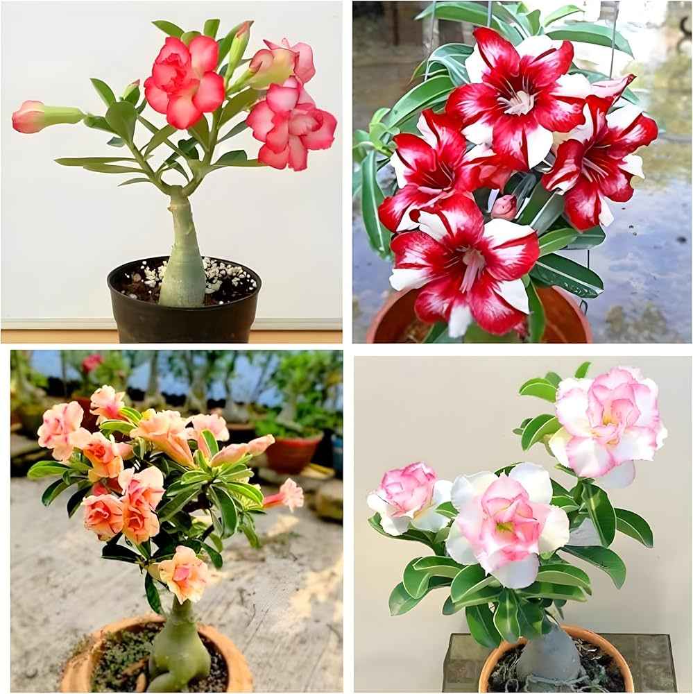 Pack Of 4  different colour adenium Adenium Flower Plant