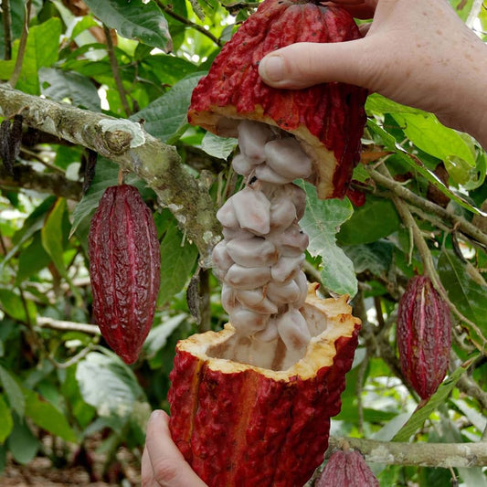 Cocoa Fruit Plant For Gardening - Naturemart.in