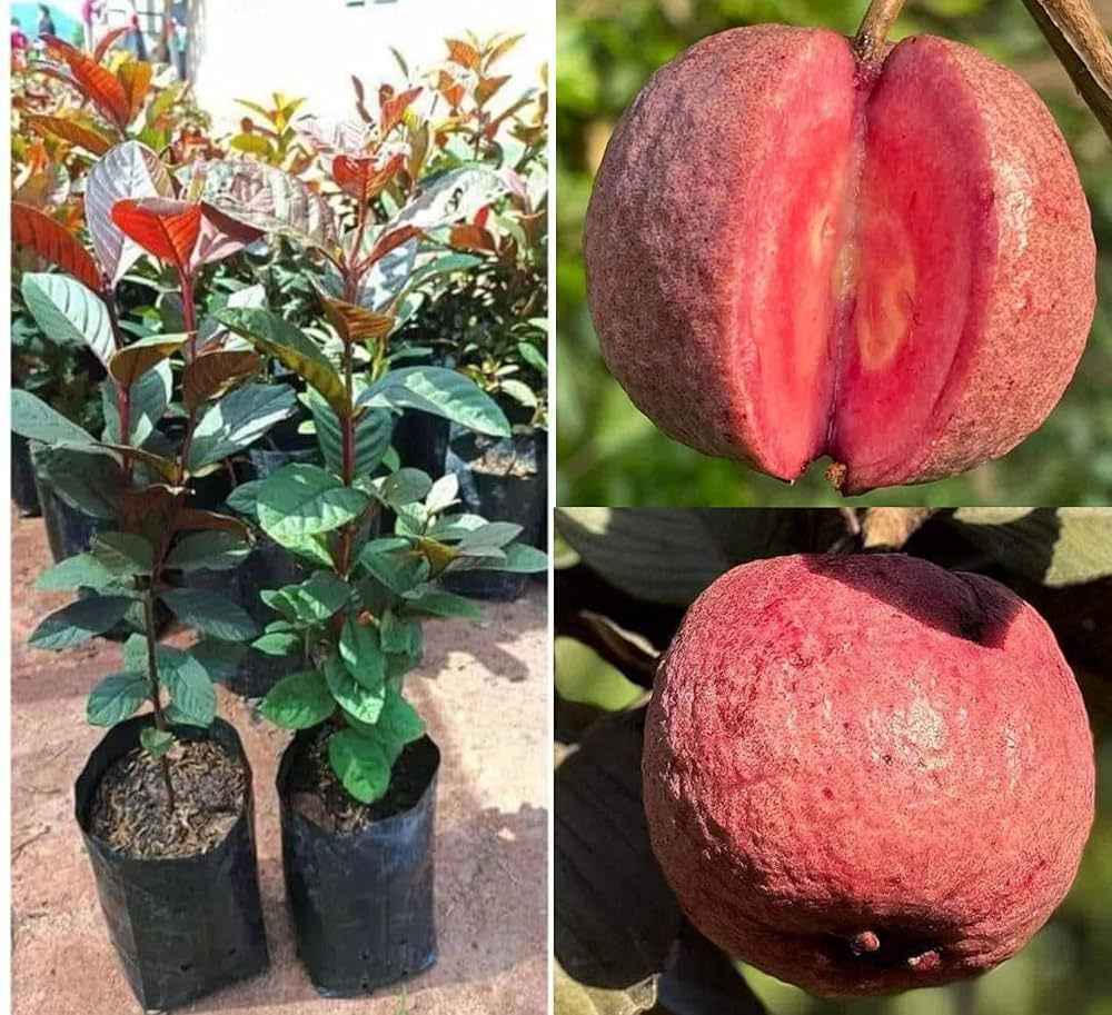 Thai Red Malaysian Guava Fruit Plant For Gardening