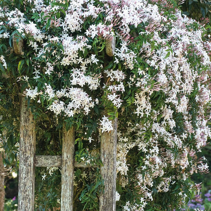Day creeper  jasmine flower plant - Naturemart.in