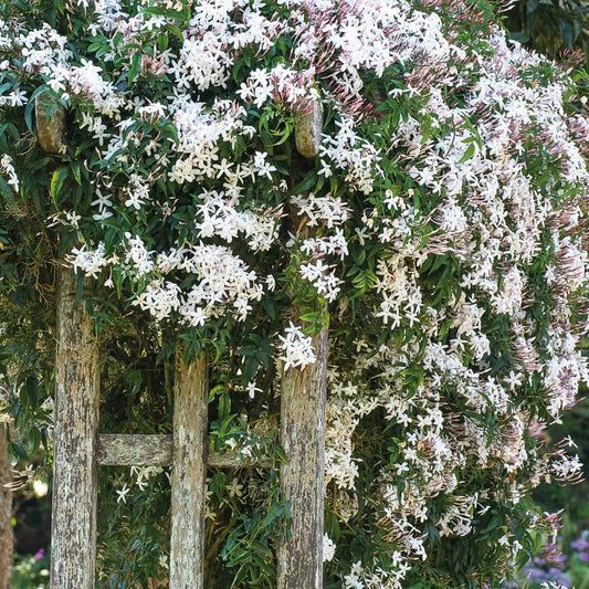 Day creeper  jasmine flower plant - Naturemart.in