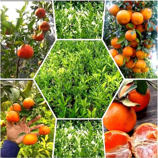 Orange-Kinnow(Grafted)- Fruit Plants & Tree - Naturemart.in