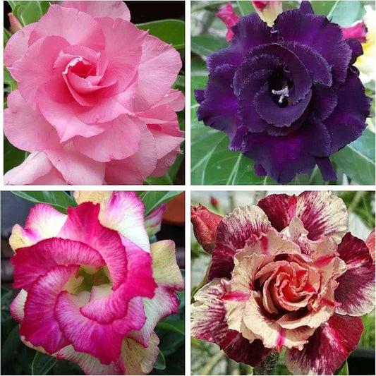 Pack Of 4  different colour adenium Adenium Flower Plant