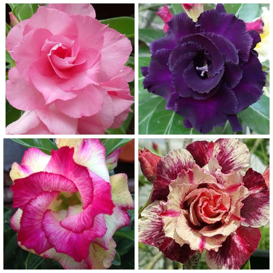 Pack Of 4  different colour adenium Adenium Flower Plant