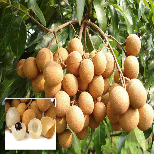 Hybrid Longan fruit Plant- Grafting - Naturemart.in