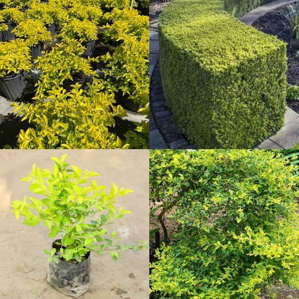 Duranta erecta (Sky Flower) Dwarf Flower Plant