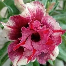 Rose Variety Adenum Flower Plant - Naturemart.in