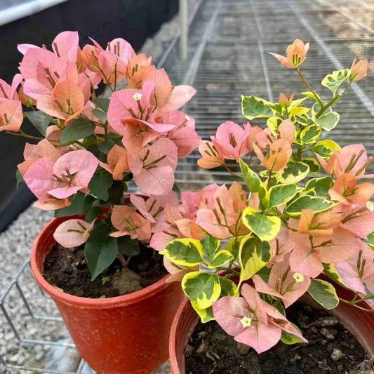 Taiwan Girl Bougainvillea Flower Plant For Gardening