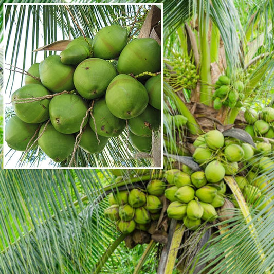 Chandra kalpa Coconut Fruit  Tree - Naturemart.in