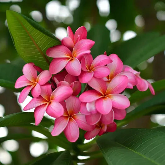 Plumeria Rubra(Pink)Flower Plant - Naturemart.in