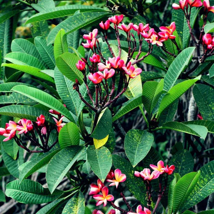 Plumeria Rubra(Pink)Flower Plant - Naturemart.in