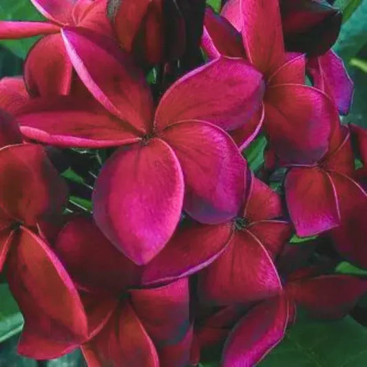 Plumeria/Blood Red | Frangipani Flower  Plant - Naturemart.in