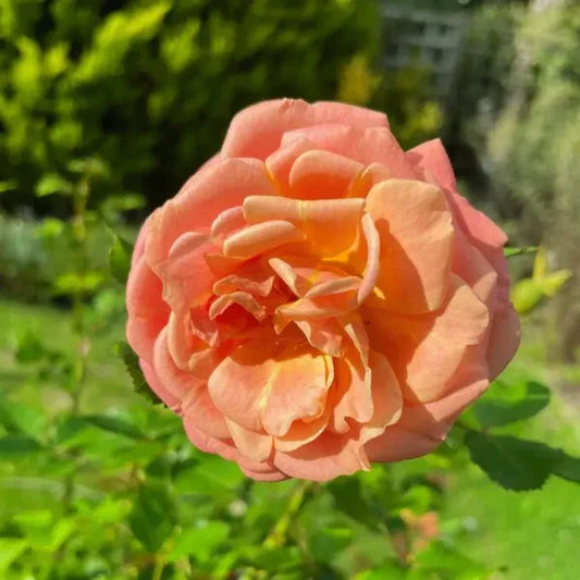 Peach-English RoseFlower Plants - Naturemart.in