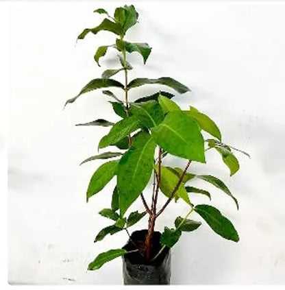 Water Apple(White)Fruit Plant - Naturemart.in