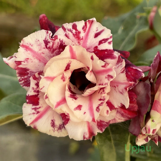 Rose Variety Adenum Flower Plant For Home Garden - Naturemart.in
