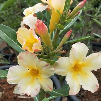 Rose Variety Adenum Flower Plant For Home Garden - Naturemart.in