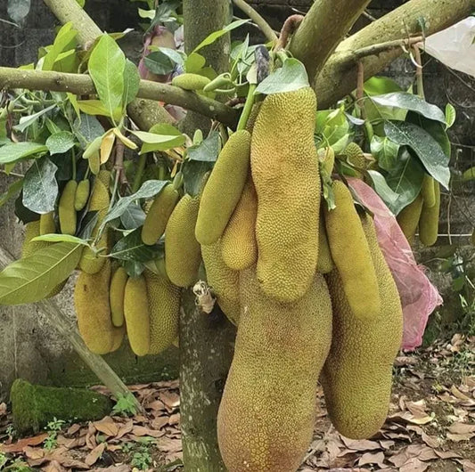 Thai All Time Jack Fruit Plant - Naturemart.in