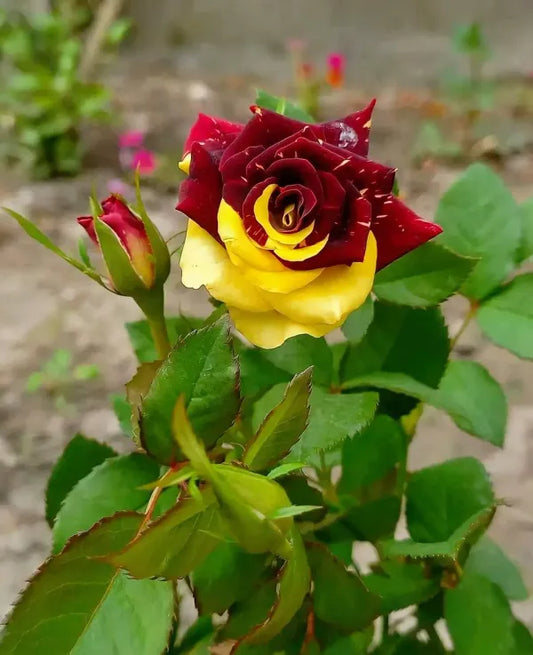 Abracadabra Rose Flower Plant - Naturemart.in