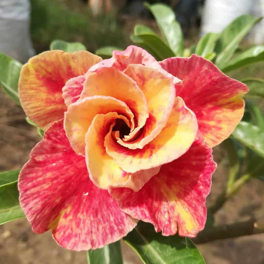 Rose Variety Adenum Flower Plant For Home Garden - Naturemart.in