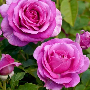 Hybrid Rose Grafted Plant (Yellow) - Naturemart.in