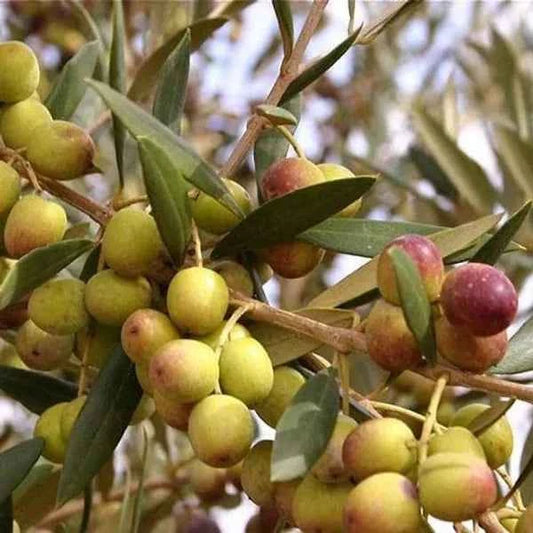Italian Verity Sweet Olive Plant For Gardening