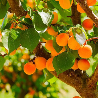 Apricot Fruit Plant - Naturemart.in