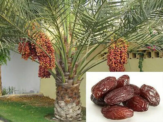 Arabian hybrid date plant - Naturemart.in