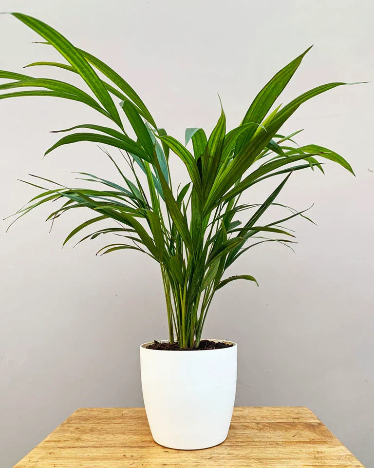 Areca Palm Plant For Home Gardening - Naturemart.in