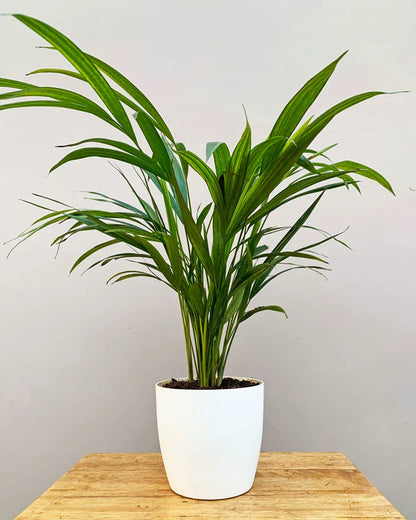 Areca Palm Plant For Home Gardening - Naturemart.in