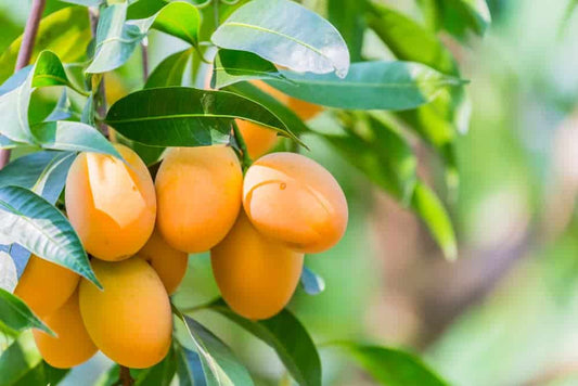 Hybrid kohitur Mango Fruit Plant - Naturemart.in
