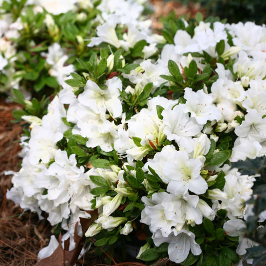 Azalea Flowers Plant(white) For Gardening - Naturemart.in