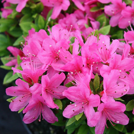 Azalea Flowers Plant For Gardening - Naturemart.in