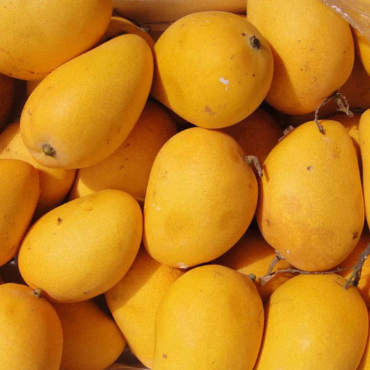 Aswina Mango Fruit Plant (Grafted) - Naturemart.in