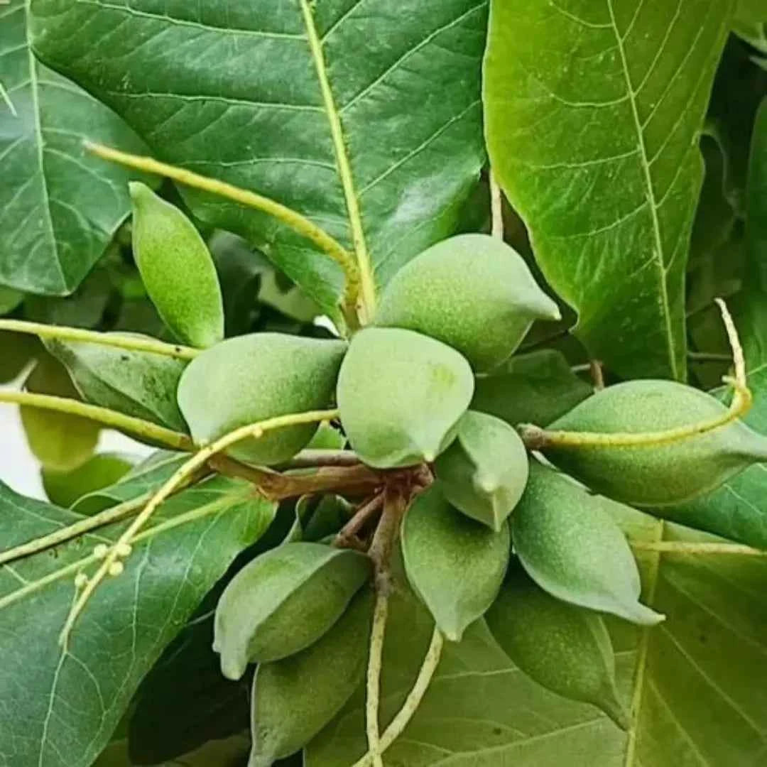 Green Almond Fruit Plant For Gardening