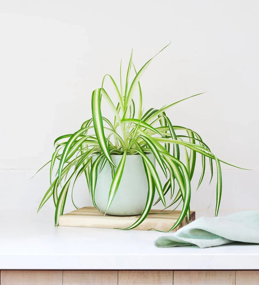 Spider Plant - Naturemart.in