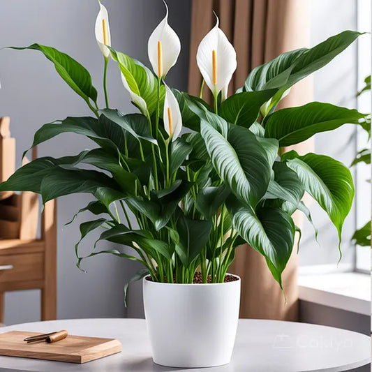 Peace Lily Plant - Naturemart.in