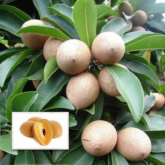 Kalapati Chiku Grafted Fruit  Plant - Naturemart.in