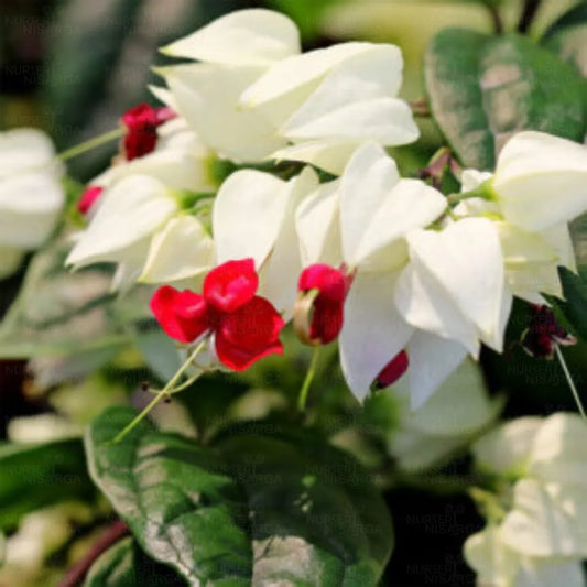 Bleeding Heart Vine White  Creepers - Naturemart.in