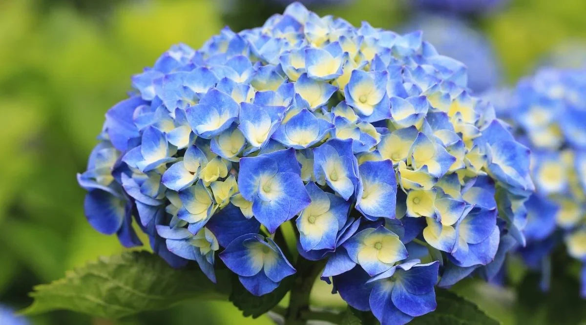 Hybrid Hydrangea Plant For Gardening - Naturemart.in