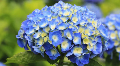 Hybrid Hydrangea Plant For Gardening - Naturemart.in