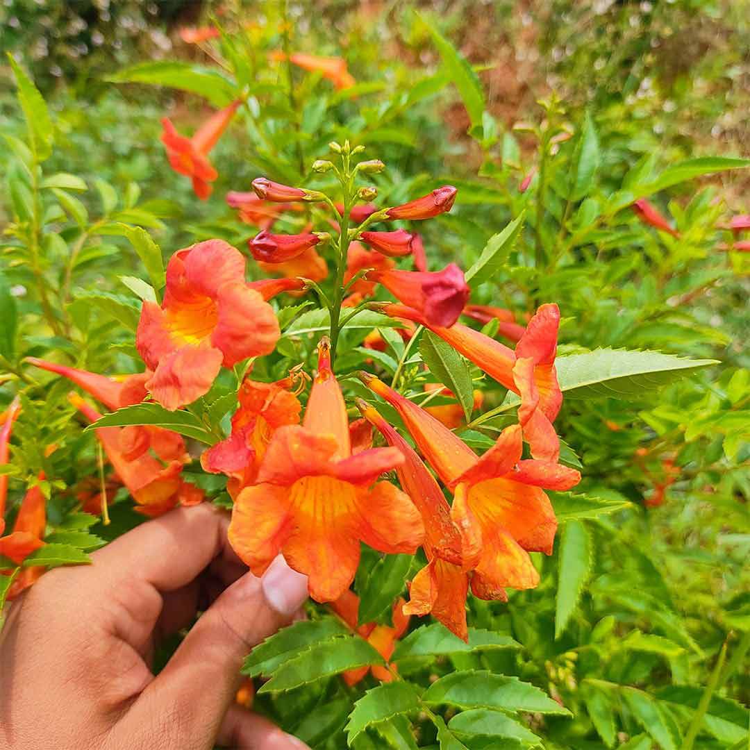 Tecoma Orange Vine Flowers Plant - Naturemart.in
